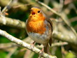 robin