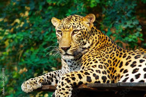 leopard cat