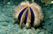 Photo: seeigel, blau seeigel, blau