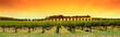 vineyard panorama sunset