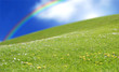 prairie rainbow grass