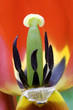 red tulip heart