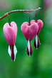 pink bleeding heart