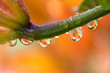 daylily with water drops