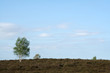 dutch moor