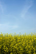 summer field