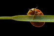 ladybug clinging on.