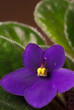 african violet vertical