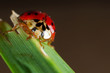 Photo: lady bug macro 02 lady bug macro 02