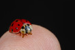 lady bug on finger