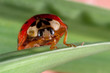 ladybug close up