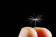 Photo: potential of one seed potential of one seed
