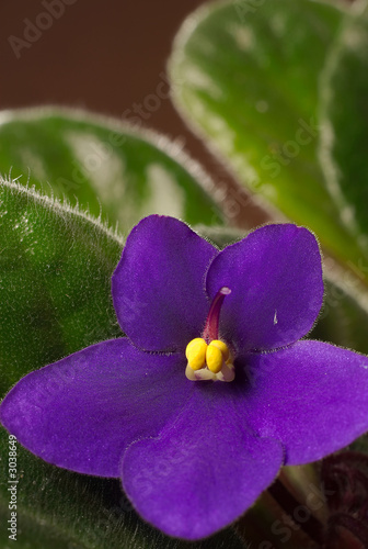 Photo: african violet vertical african violet vertical