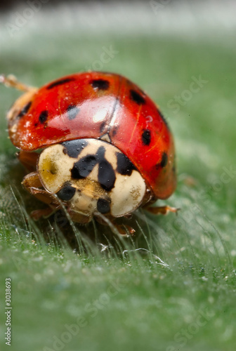 Photo: ladybug on leaf ladybug on leaf