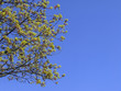 maple blossoms