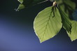 leaves