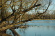 am rhein