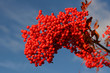 ash berry