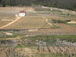 vignoble