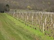 vignoble