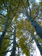 Colorado Aspens