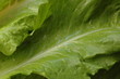 salatblatt