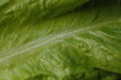 salatblatt