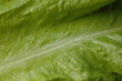 salatblatt