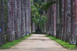 botanical garden - brazil