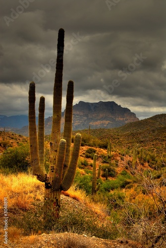 Photo: desert saguaro 81 desert saguaro 81