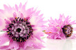 zwei blumen