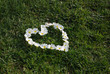 flowers heart on the grass