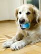 hund