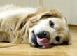 hund