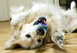 hund
