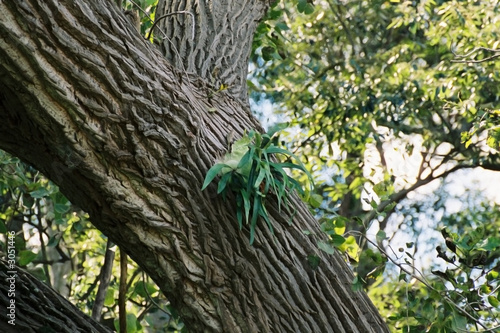Photo: staghorn fern on tree staghorn fern on tree