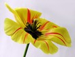tulip with blackpollen