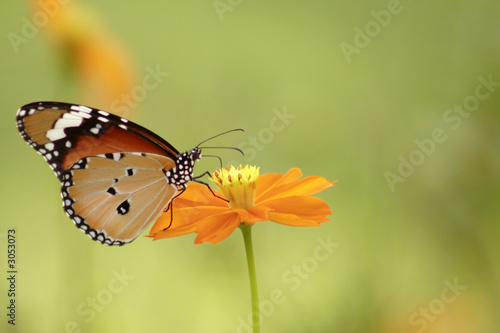 butterfly butterfly