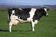 Photo : cow