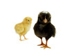 two chicks