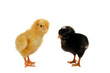 yellow and black chicks