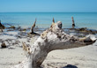 dead old tree