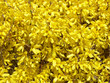 forsythia