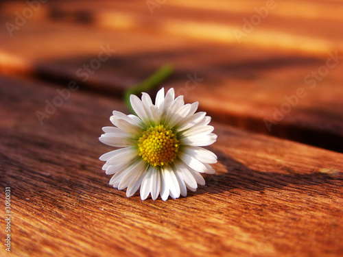 Photo: gänseblümchen gänseblümchen