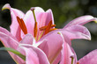 fleur de lys