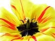 yellowtulip