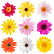 daisy collection