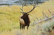 bull elk