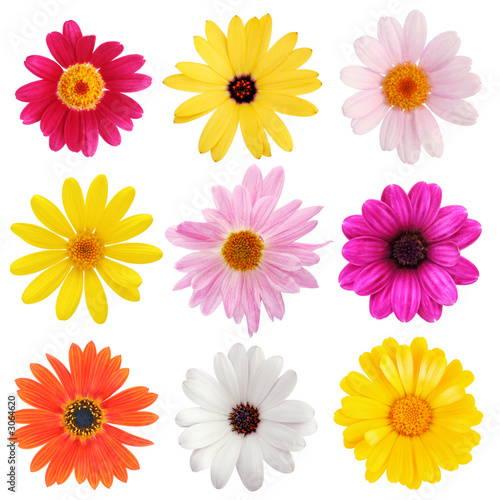Photo: daisy collection daisy collection