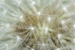 dandelion makro